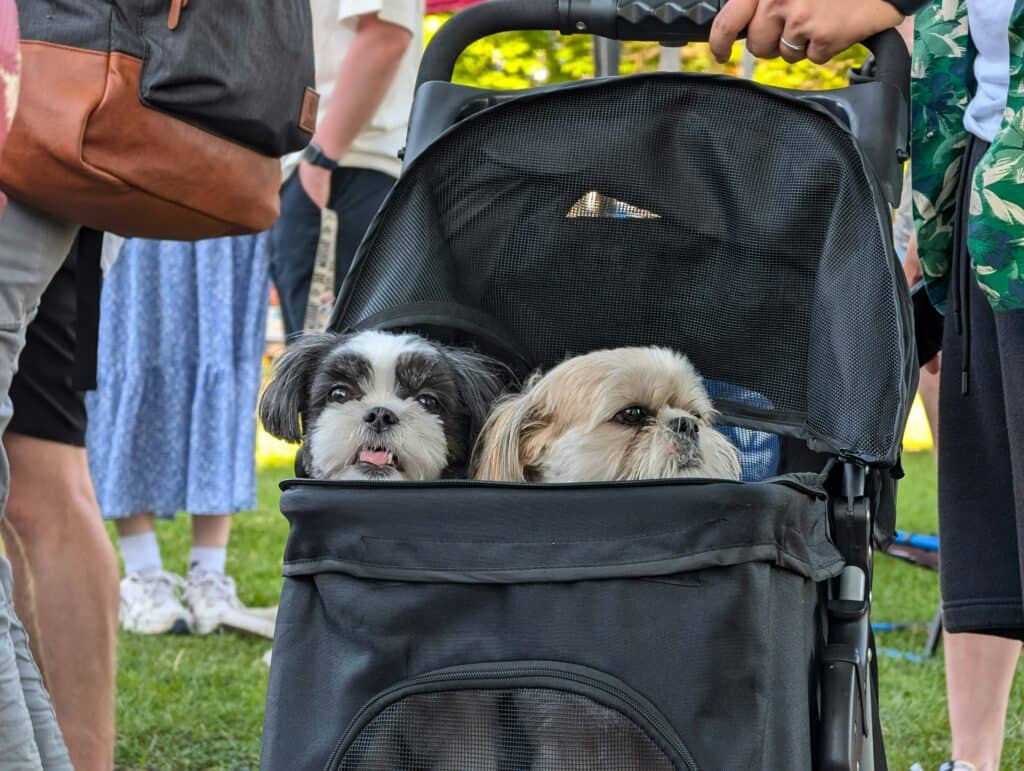 dog party2 Photo by Leo_Visions on Unsplash