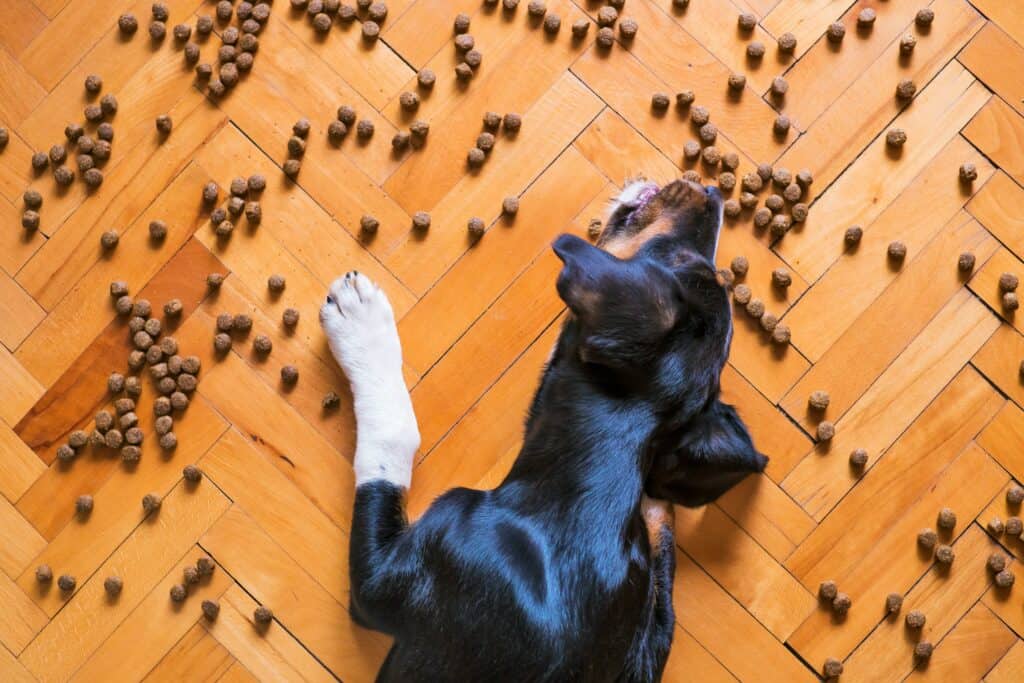 doog food Photo by Mathew Coulton on Unsplash